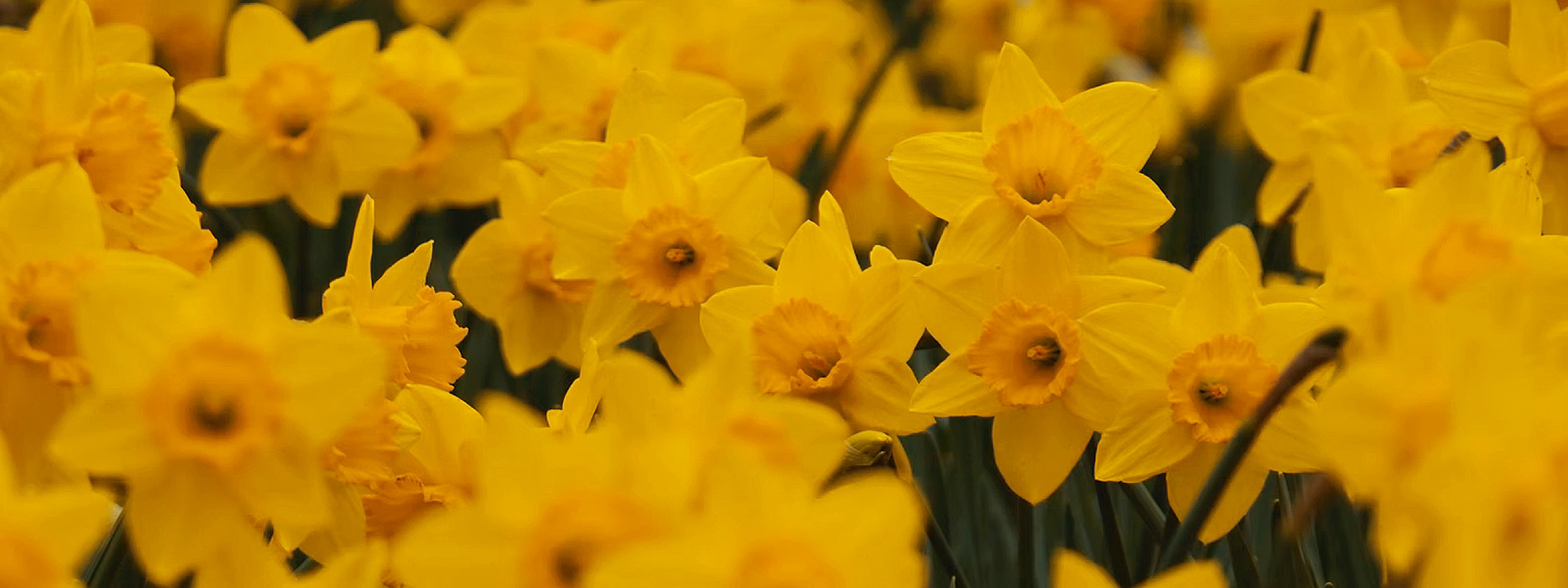 Easter Services 2023*Check out our Easter services for this year
